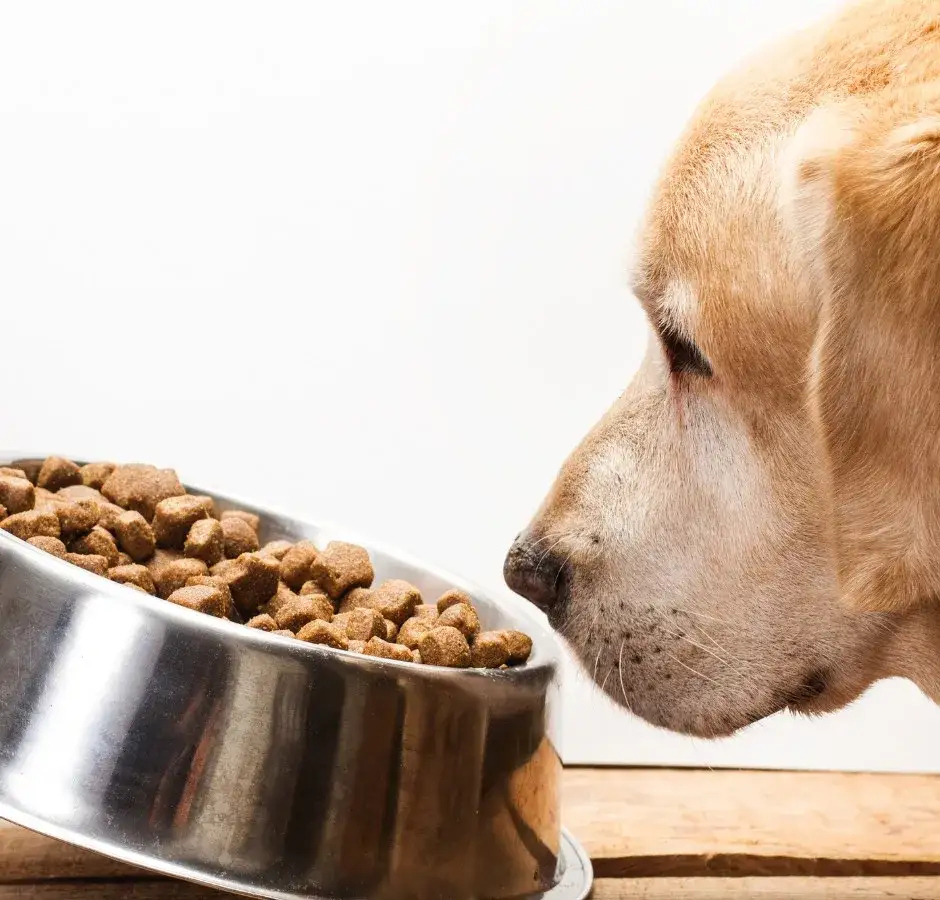 pies je z miski, r&oacute;żne rasy