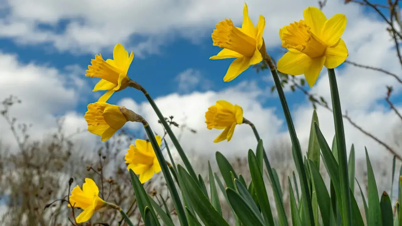 Ż&oacute;łte kwiaty zwiastujące wiosnę, narcyzy, na tle błękitnego nieba z chmurami.