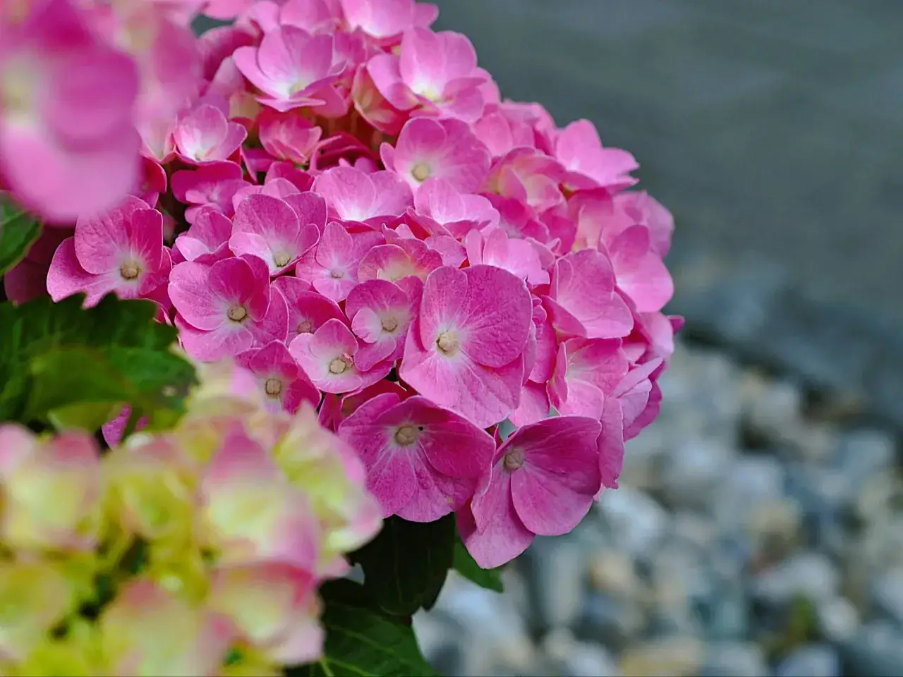 Piękne, r&oacute;żowe hortensje kwitną obficie. Dowiedz się, jak zakwasić ziemię pod hortensje, by cieszyć się ich kolorem.