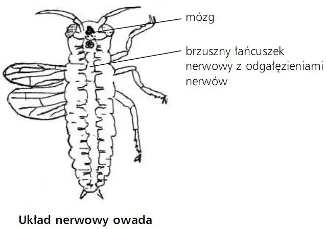 schemat układu nerwowego owada