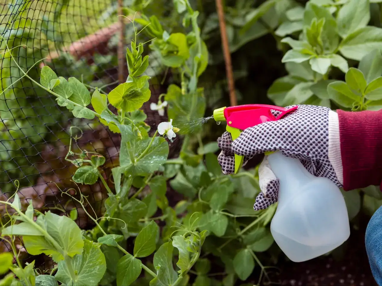 Ręka w rękawiczce pryska na zielone liście grochu roztworem wody z octem na mszyce.