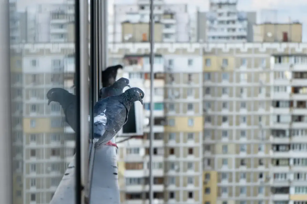 Gołębie na balkonie - zagrożenia sanitarne i prawne