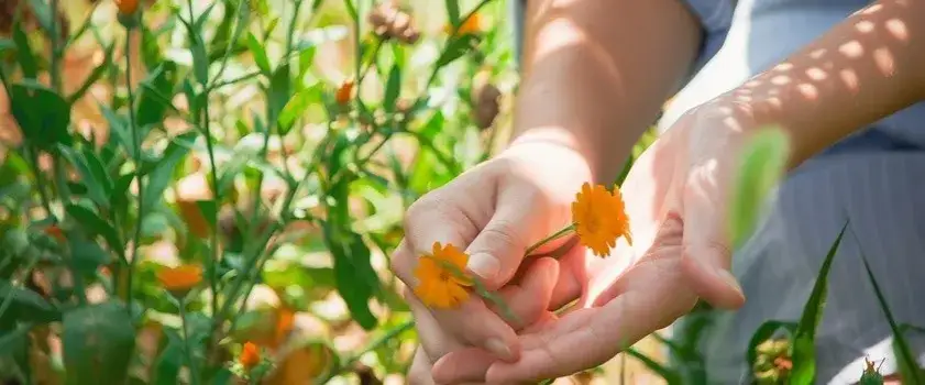 Zdjęcie Jaka herbata na wrzody żołądka? Odkryj skuteczne zioła na ulgę