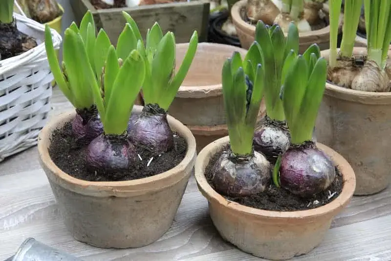 Zdjęcie Kiedy sadzić cebule hiacyntów do gruntu? Najlepszy termin i porady