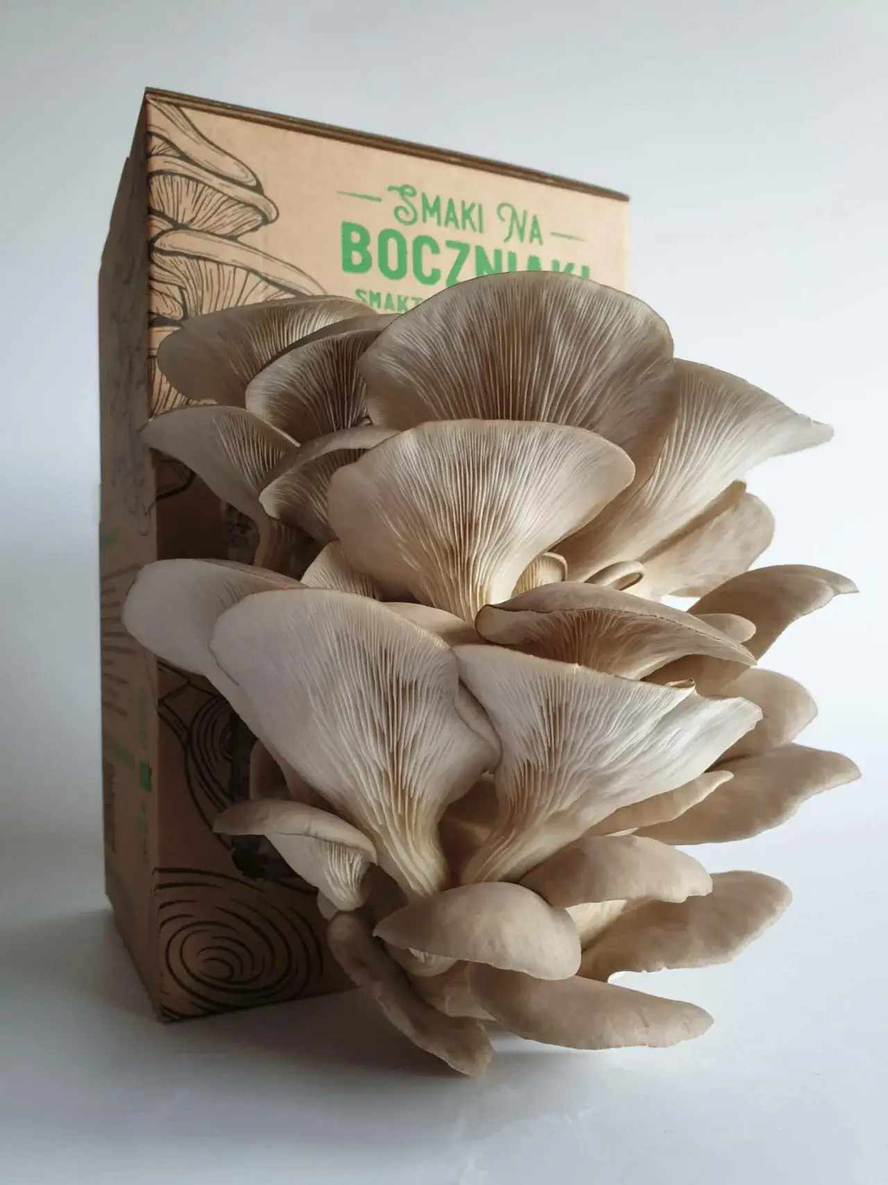 Zdjęcie Kiedy jest sezon na boczniaki? Sprawdź, by nie przegapić zbiorów!