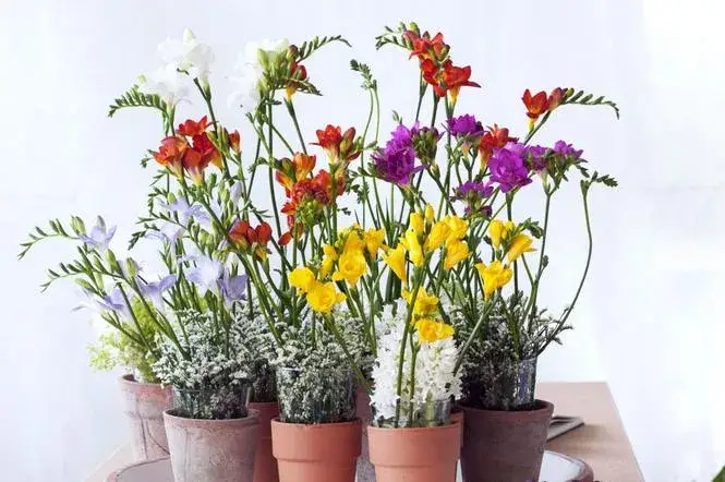 Zdjęcie Kiedy sadzić frezje do gruntu? Najlepszy czas i wskazówki