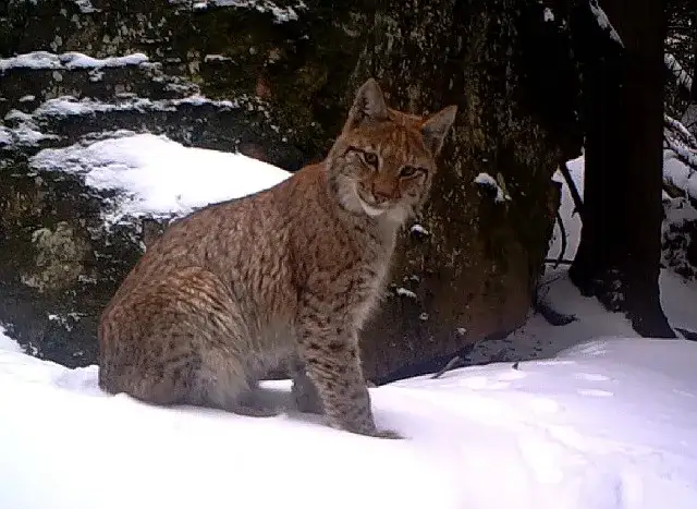 Zdjęcie Tajemnice fauny ŚPN: Wilki, rysie i ponad 4000 gatunk&oacute;w