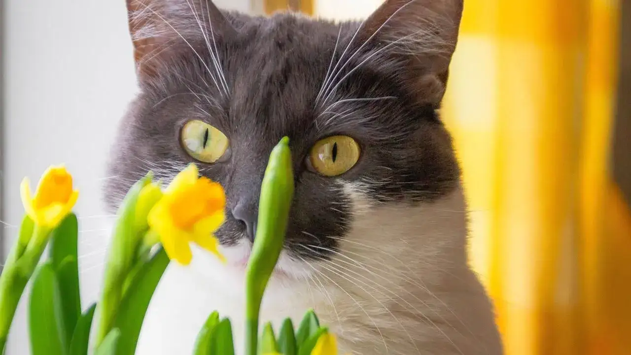 Zdjęcie Czy żonkile są trujące dla kotów: zagrożenia i objawy zatrucia zwierzaka