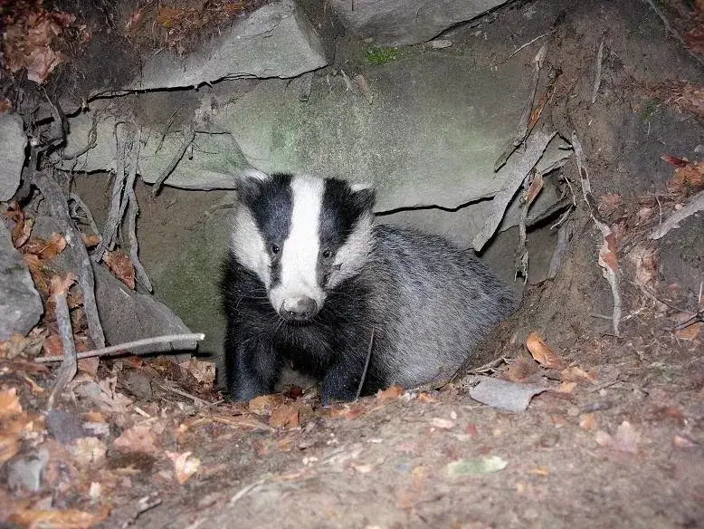 Zdjęcie Jak borsuk przetrwa zimę? Sekrety jego zimowania i zachowania w mroźne dni