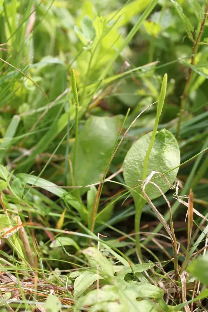 Zdjęcie Dlaczego paproć nie kwitnie? Sekrety rozmnażania paproci