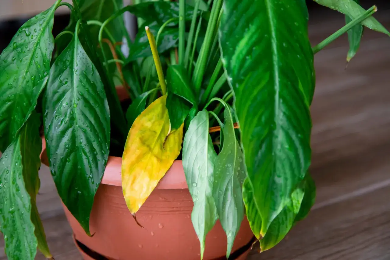 Ż&oacute;łknący liść skrzydłokwiatu w brązowej doniczce. Zastanawiasz się, dlaczego skrzydłokwiat więdnie?