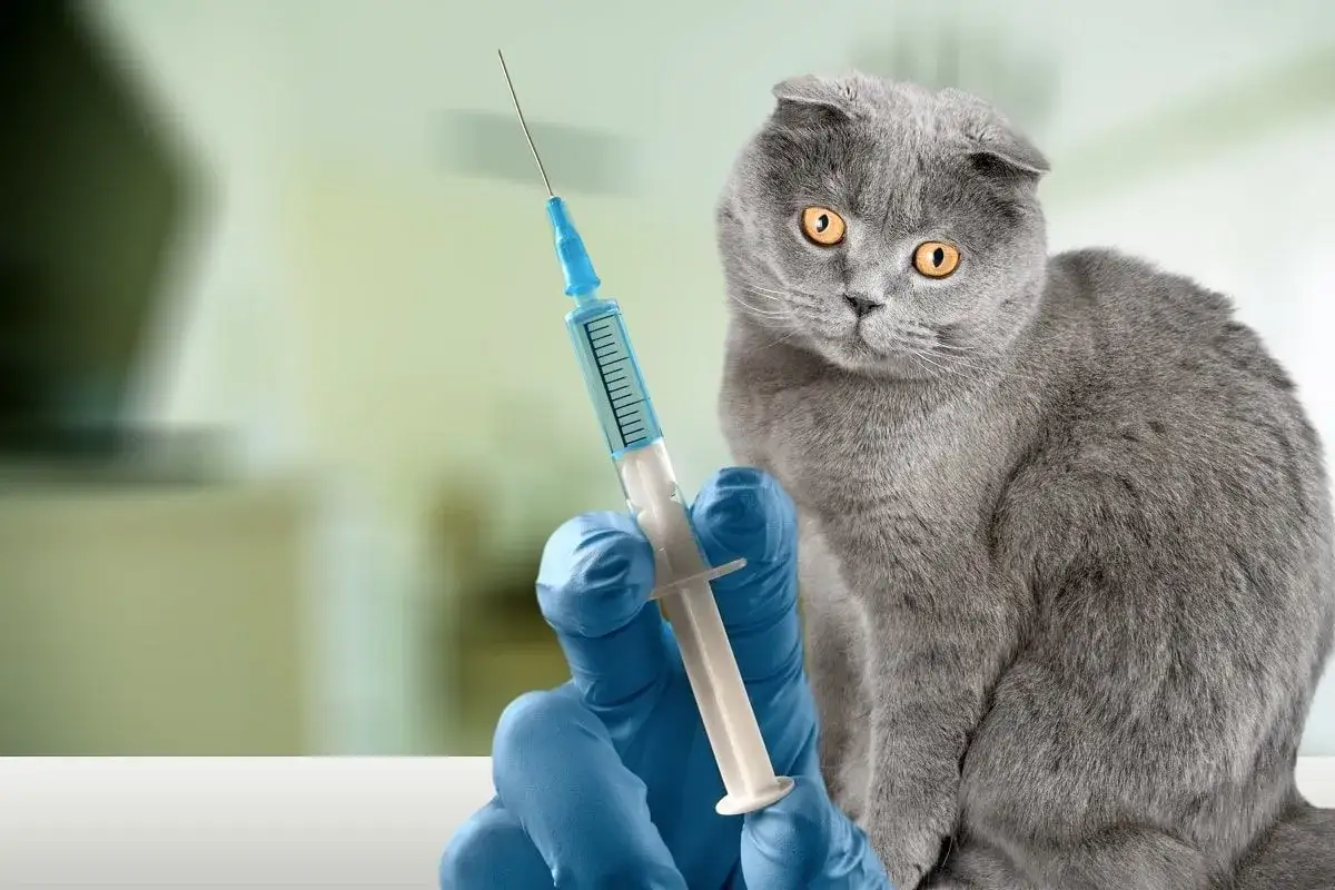 Szary kot brytyjski patrzy z niepokojem na strzykawkę z płynem, przygotowywaną do podania. Weterynarz w niebieskiej rękawiczce trzyma ją blisko.