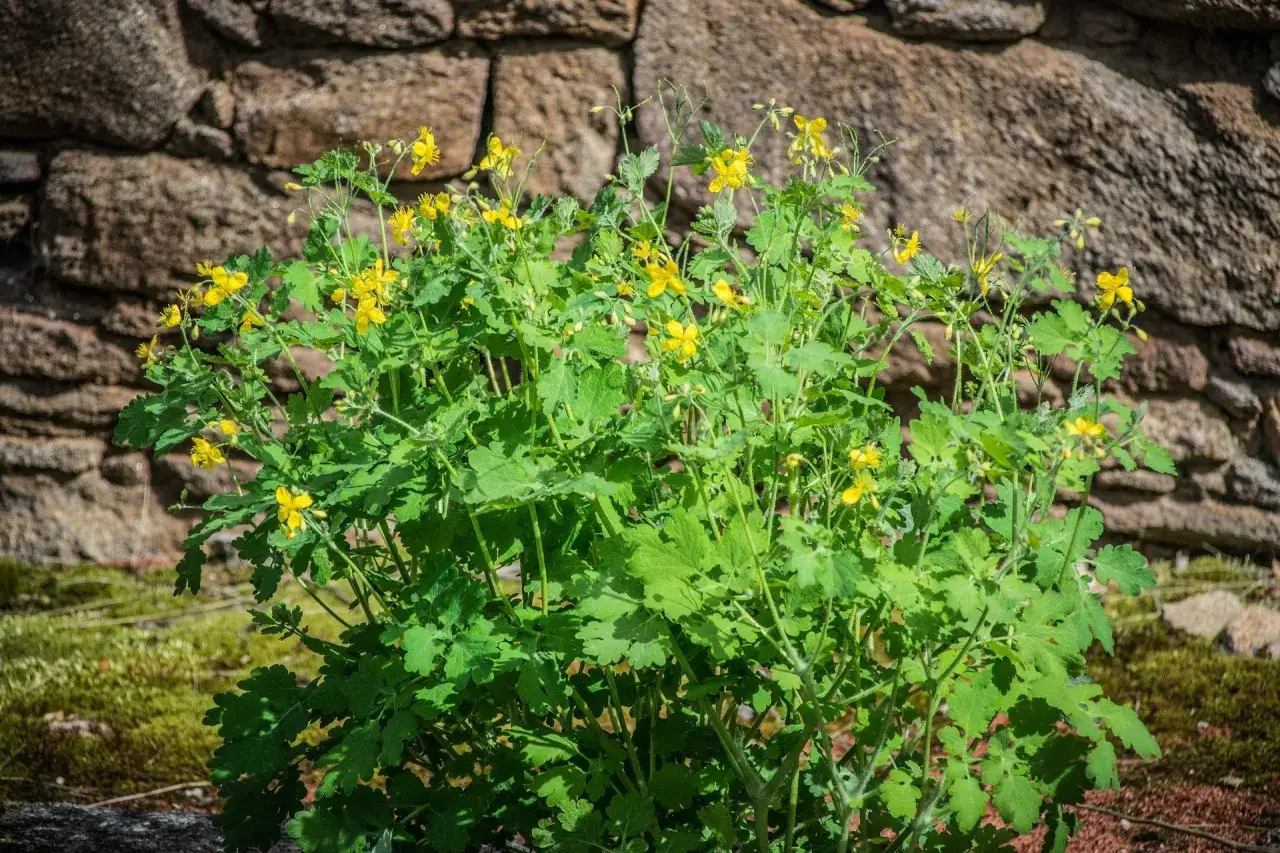 Glistnik jaskółcze ziele, idealny do przygotowania maści.