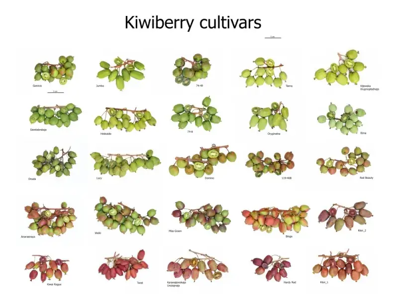 r&oacute;żne odmiany mini kiwi owoce