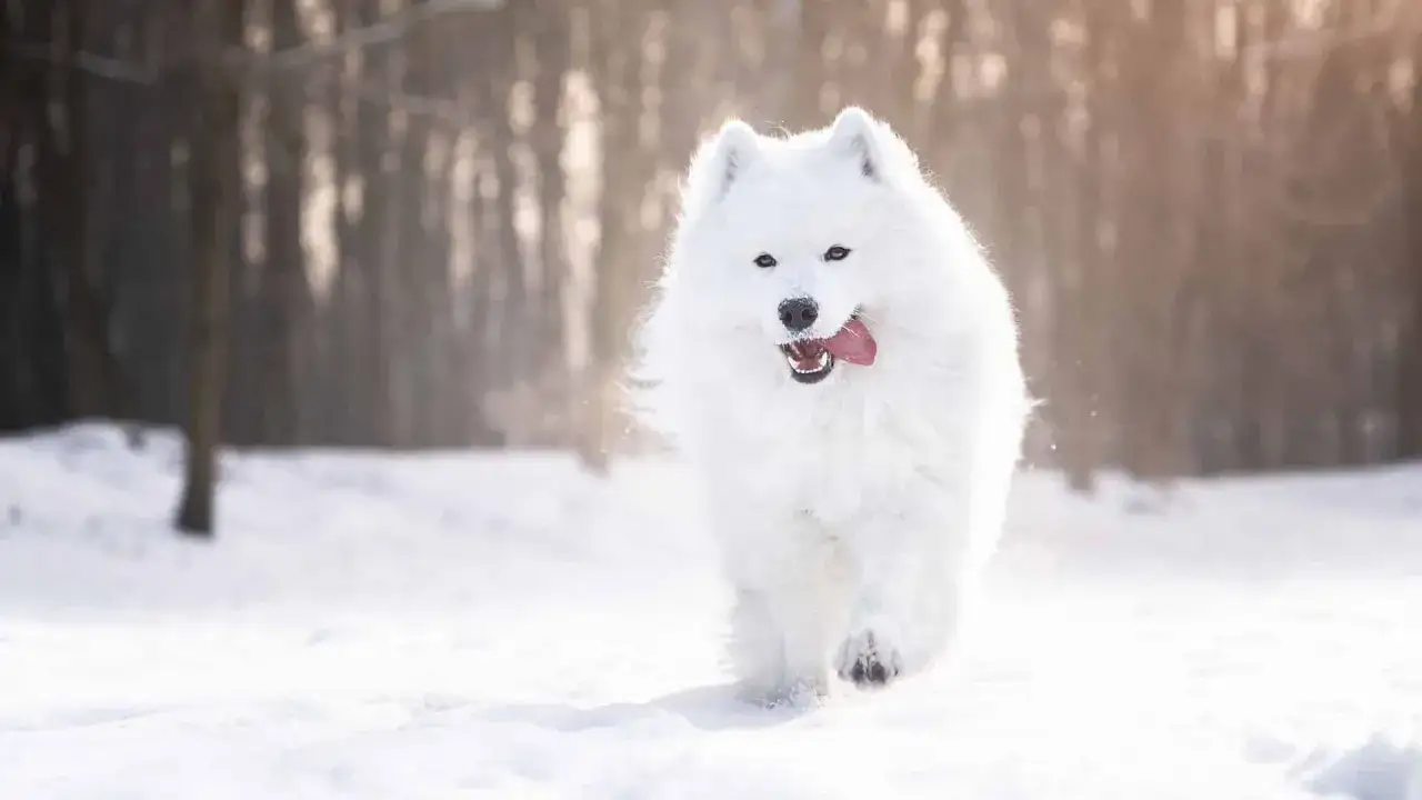 Uśmiechnięty samoyed w śniegu. Wady i zalety tej rasy to m.in. potrzeba pielęgnacji sierści i silny instynkt stadny.