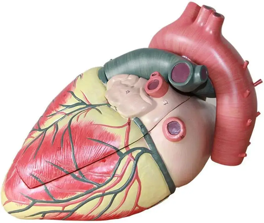 lekarz tłumaczący coś pacjentowi pacjentowi przy biurku z modelem anatomicznym
