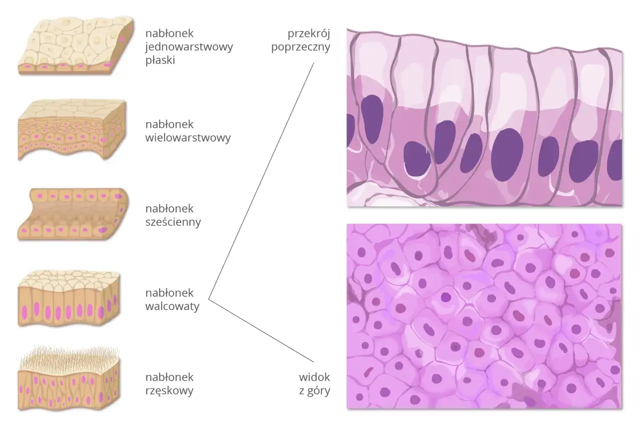 Tkanka nabłonkowa schemat rodzaje