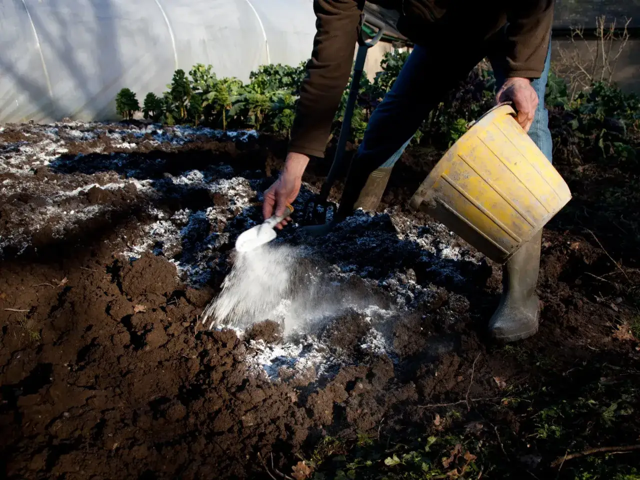 Osoba rozsypuje wapno na grządce, przygotowując glebę dla warzyw, które lubią wapnowanie, takich jak kapusta czy groch.