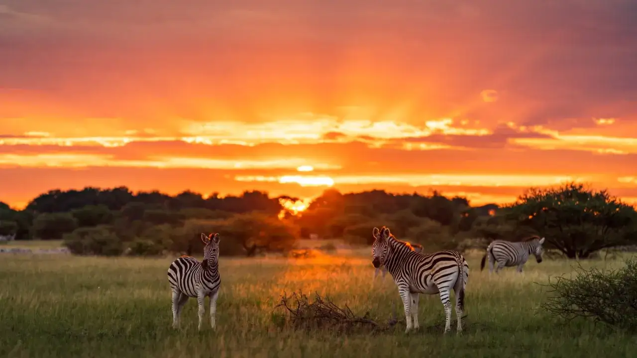 Zach&oacute;d słońca na botswańskim safari. Trzy zebry pasą się na tle pomarańczowego nieba.