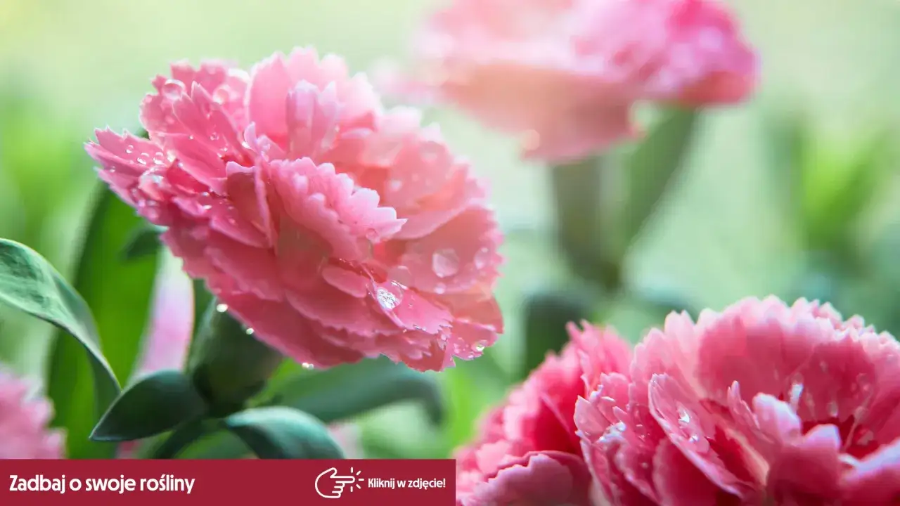 R&oacute;żowe goździki kwiaty z kroplami rosy, delikatnie rozmyte tło.