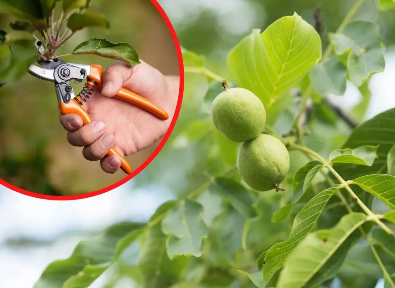 Zdjęcie Jak przycinać orzech włoski, aby uniknąć błędów i zapewnić plony