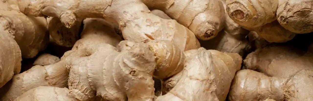 Kłącza świeżego imbiru, idealne do rozpoczęcia przygody, jak wyhodować imbir w domu.