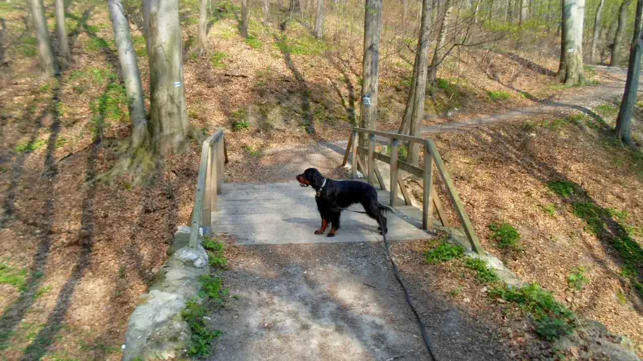 Czarny seter na drewnianym mostku w lesie. Idealne miejsce, gdzie na spacer z psem w Krakowie, wśród drzew i opadłych liści.