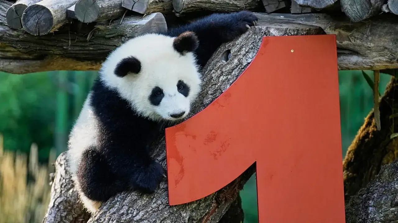 panda wielka w ogrodzie zoologicznym w Berlinie