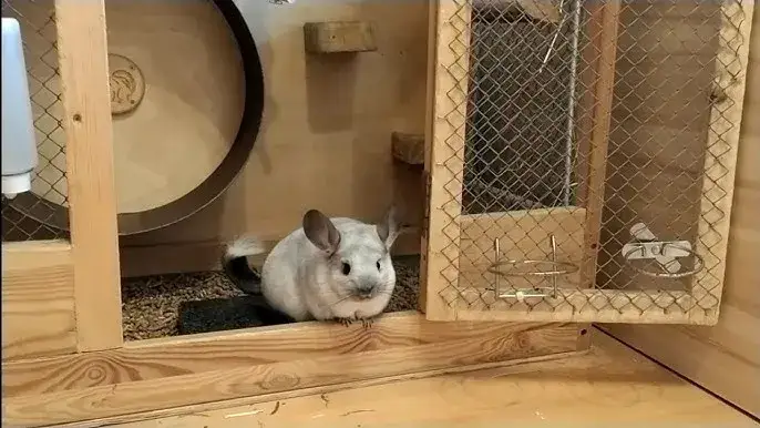 Zdjęcie Kompletny poradnik: jak zrobić klatkę dla szynszyla w 8 prostych krokach