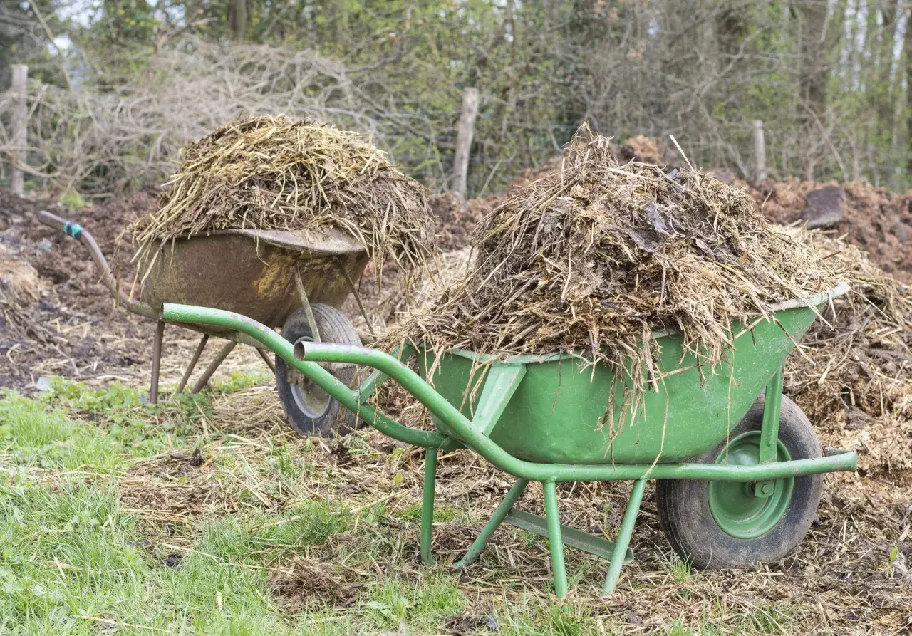 Dwie taczki pełne obornika, gotowe do przygotowania płynnego nawozu. Naturalny sposób na wzbogacenie gleby.