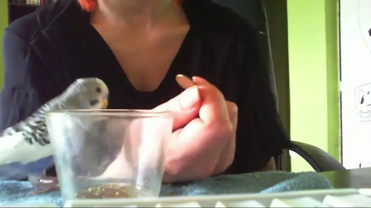 papuga falista wykonująca sztuczkę