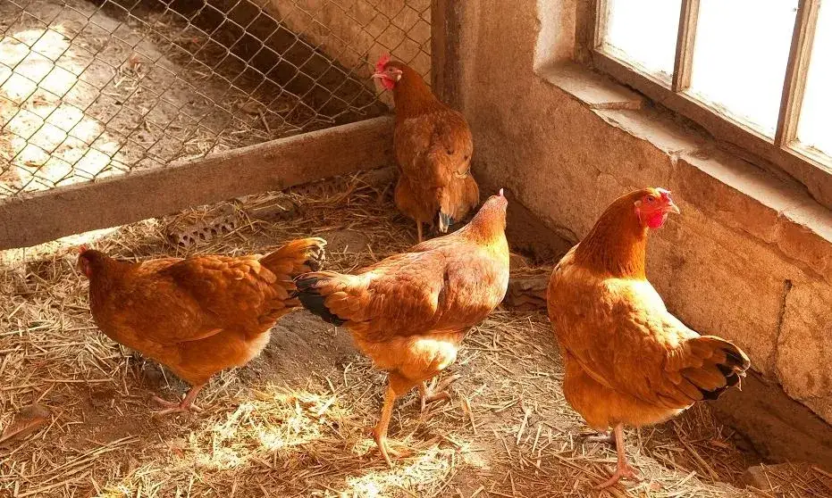 r&oacute;żne rodzaje kurczak&oacute;w ch&oacute;w ekologiczny wolny wybieg