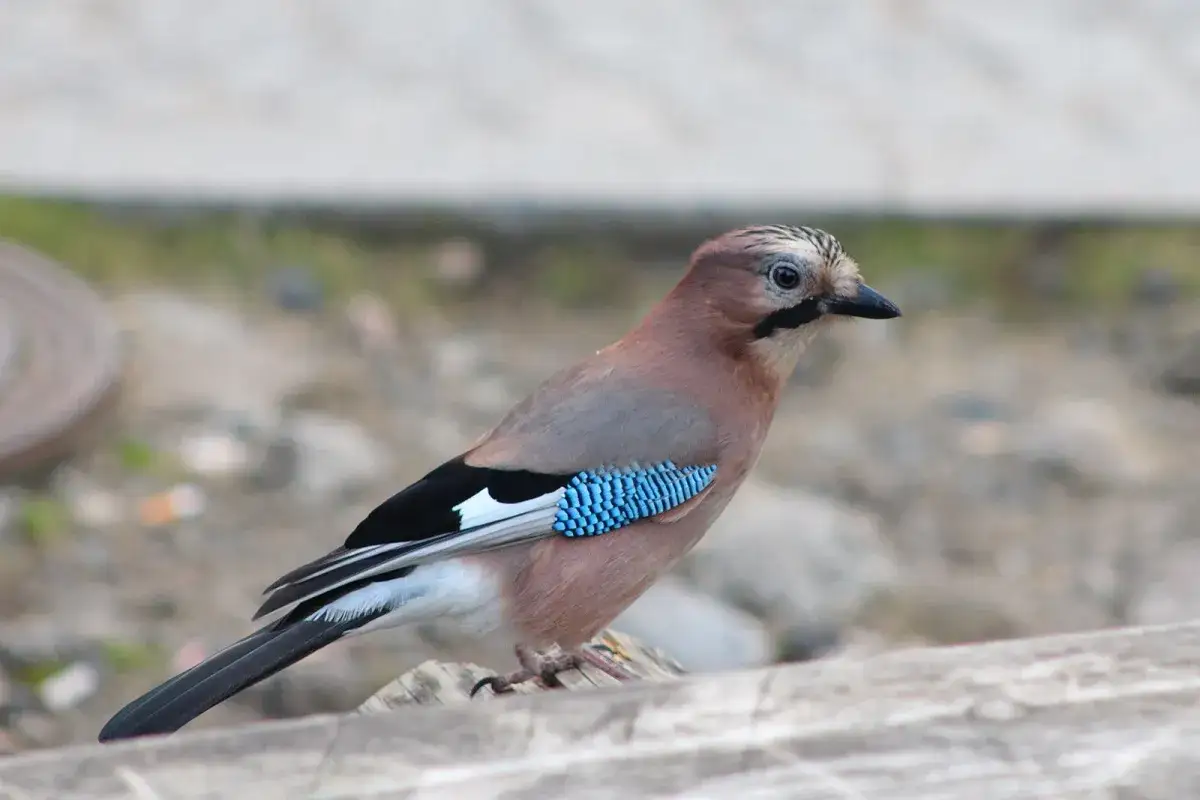 Sójka z błękitnymi piórami na skrzydle, dowód, że sójki zimują w Polsce.