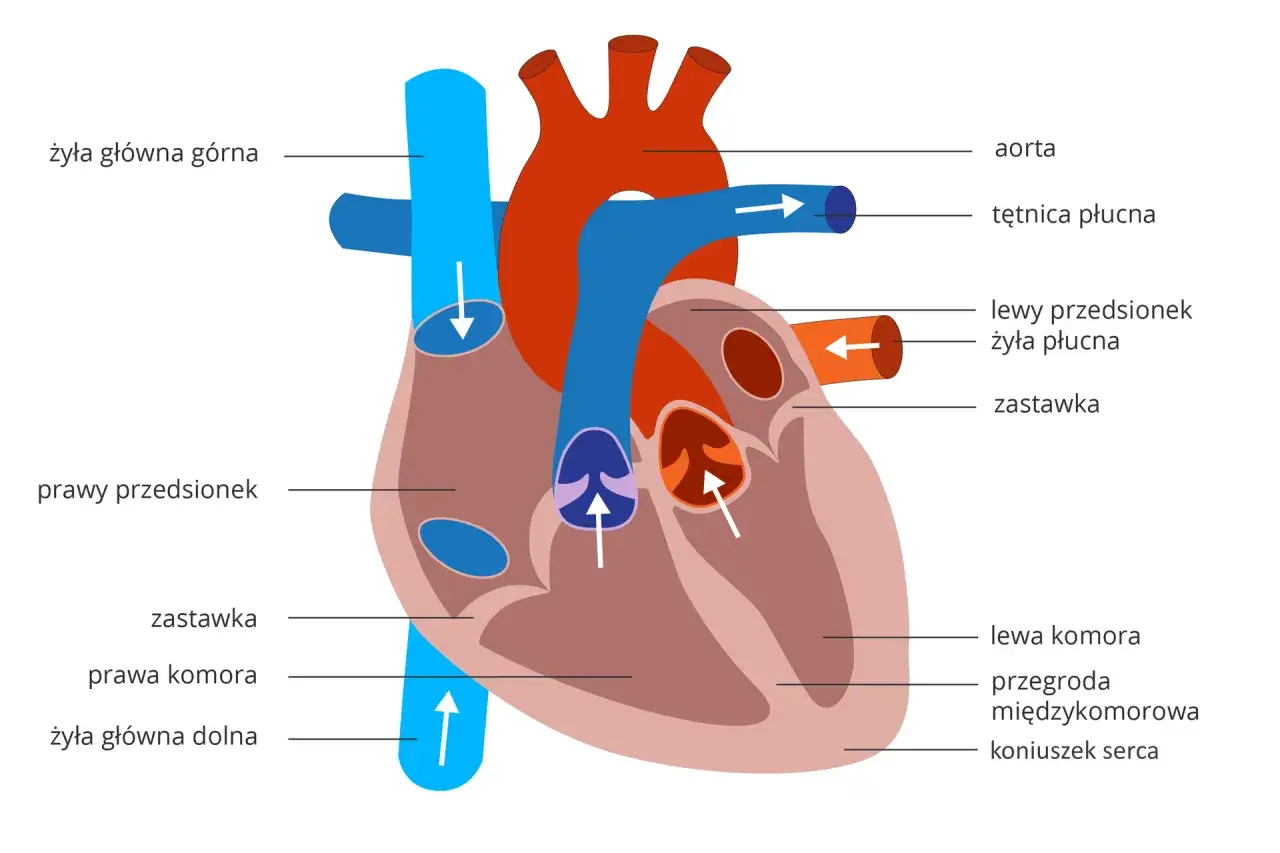 Schemat układu krwionośnego serca: żyły główne, aorta, tętnica płucna, przedsionki, komory i zastawki.