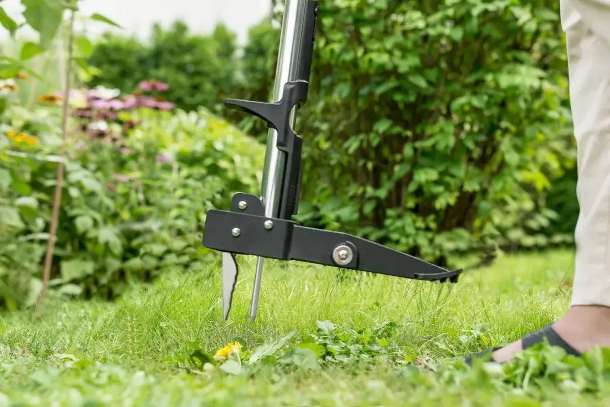 wyrywacz do chwast&oacute;w koniczyny