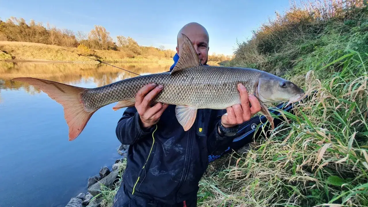 Wspaniały połów! Idealne miejsce, gdzie na ryby z rodziną. Piękny brzana złowiona nad rzeką.