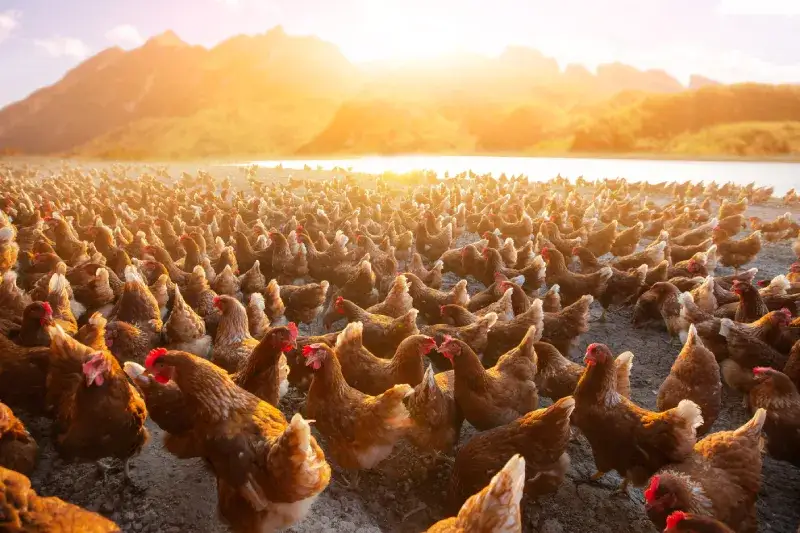 Kurczaki z wolnego wybiegu