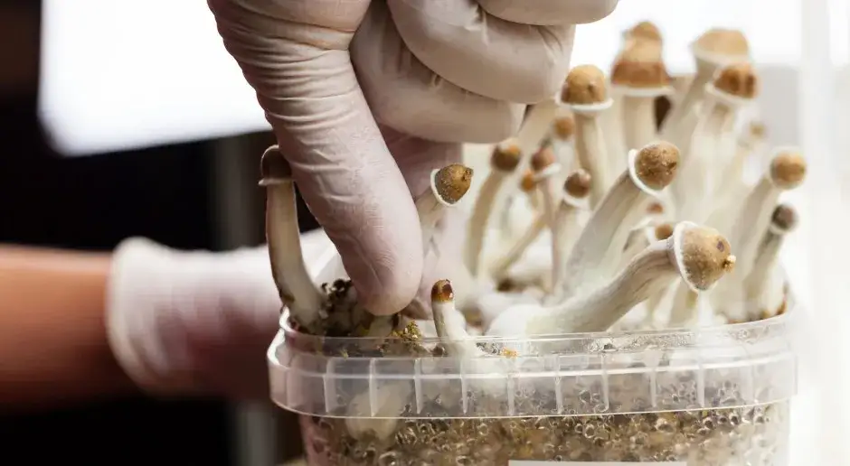 Badania kliniczne psylocybiny