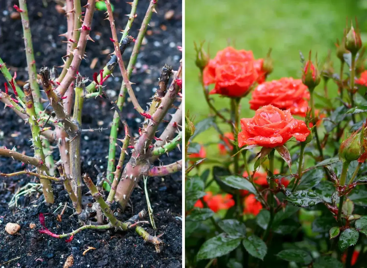 Dwa etapy życia r&oacute;ży: przycinanie krzewu zimą i kwitnienie latem. Kiedy przycinać r&oacute;że rabatowe, by cieszyć się ich pięknem.