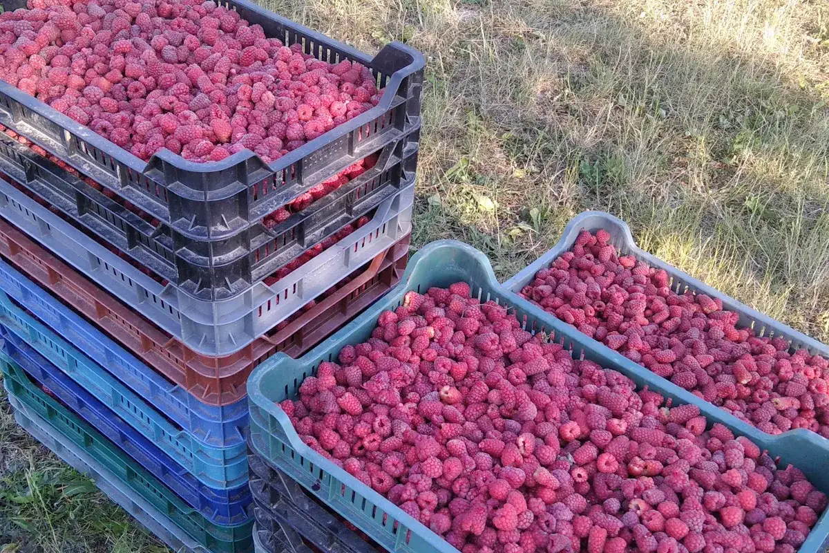 zbiór malin do łubianki