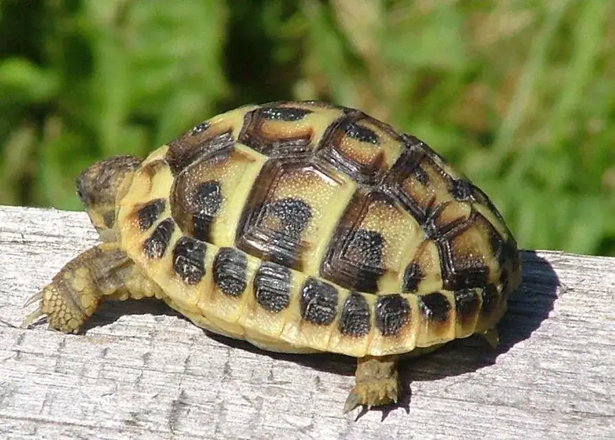 ż&oacute;łw grecki je rośliny łąkowe