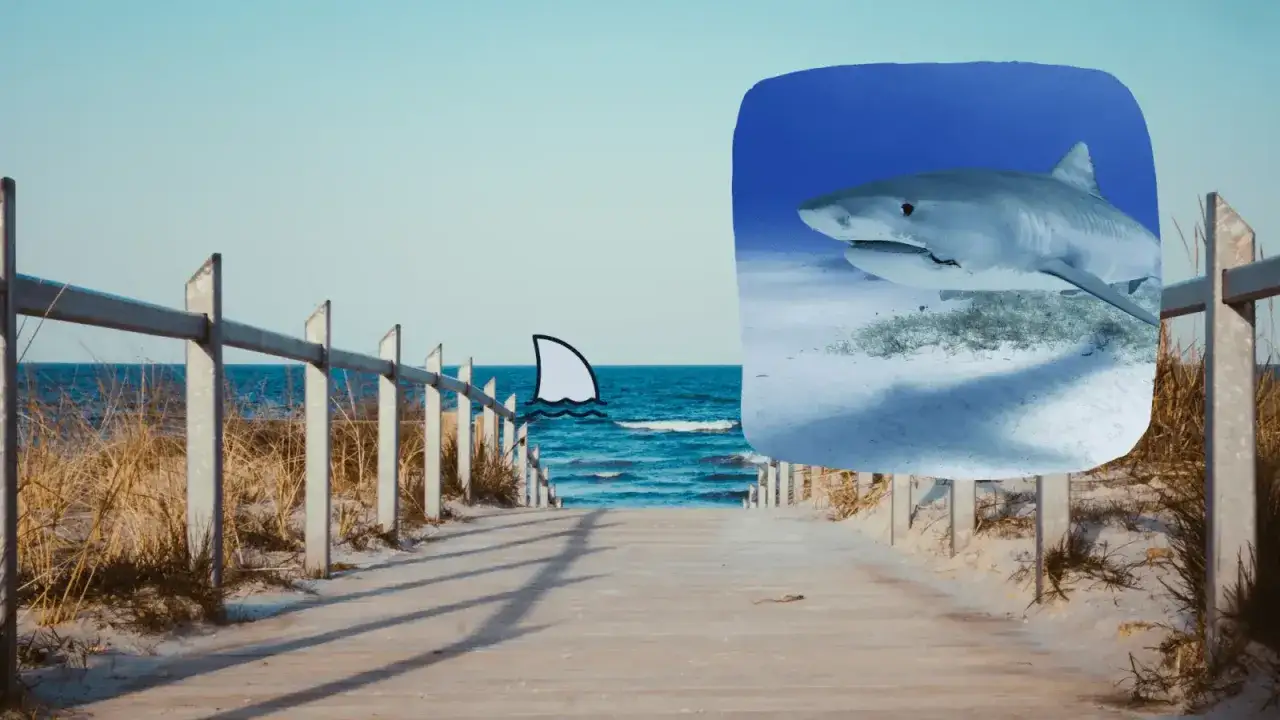 Drewniana ścieżka na plażę prowadzi do morza, gdzie widać płetwę rekina. Czy w Bałtyku żyją rekiny? Obraz sugeruje, że tak!