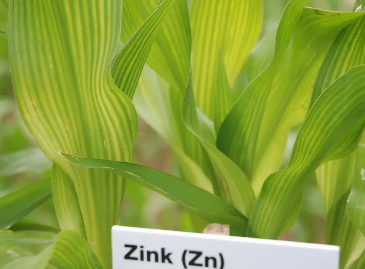 Zwiędnięta kukurydza z objawami niedobor&oacute;w, zakwaszona gleba