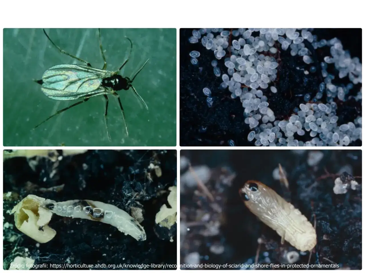Ziemiórki: dorosły osobnik, jaja, larwa i poczwarka. Dowiedz się, w jakiej temperaturze giną ziemiórki, by chronić rośliny.