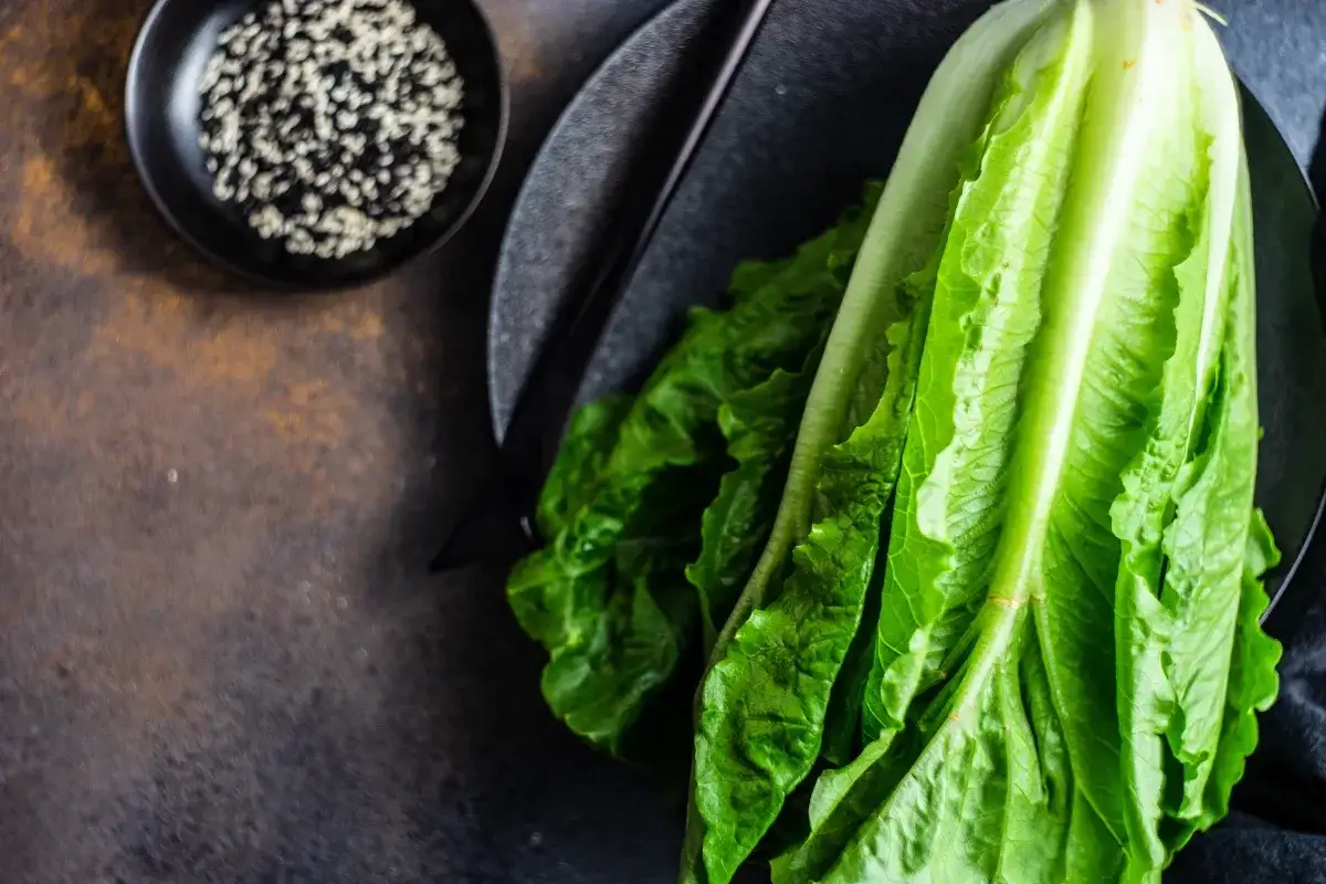 r&oacute;żne rodzaje sałat do burgera por&oacute;wnanie