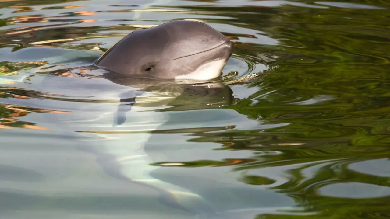 Główka morświna wynurza się z wody. Czy w Bałtyku są delfiny? Tak, morświny to małe walenie, często mylone z delfinami.