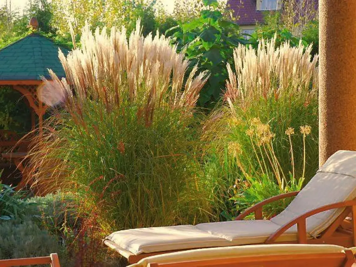 Wysokie miskanty w donicach tworzą bujną ozdobę ogrodu, obok altany i leżaka.