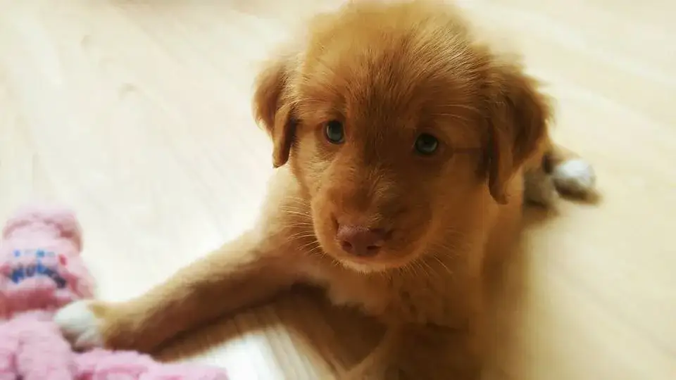 Zdjęcie Nova scotia duck tolling retriever szczeniaki: kompleksowe kompendium wiedzy