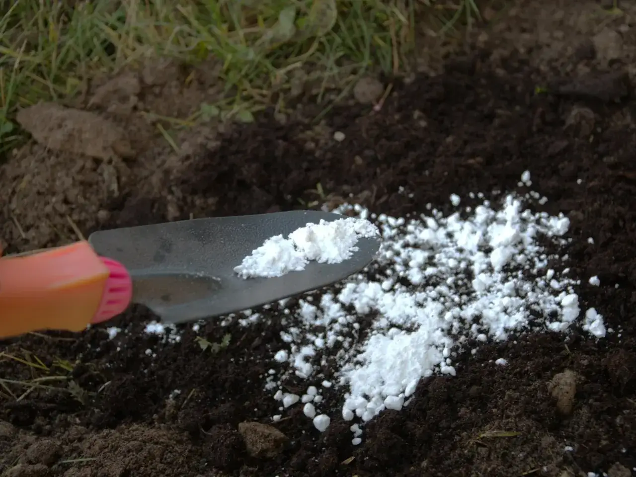 Łopatka z białym proszkiem, prawdopodobnie wapnem, rozsypuje się na ciemnej ziemi. To dobry moment, kiedy sypać wapno na działkę, by poprawić jej jakość.