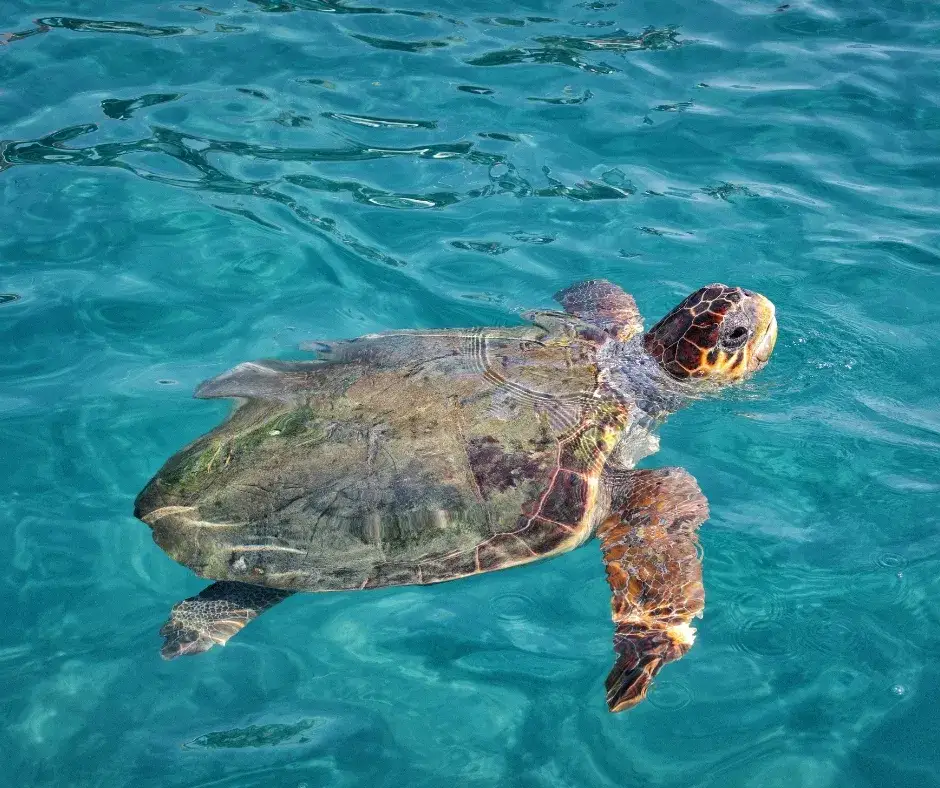 Wyspa Marathonisi ż&oacute;łwie Caretta caretta